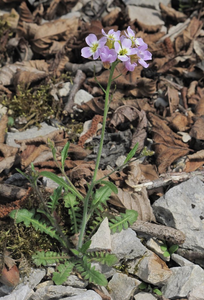 Cardaminopsis arenosa